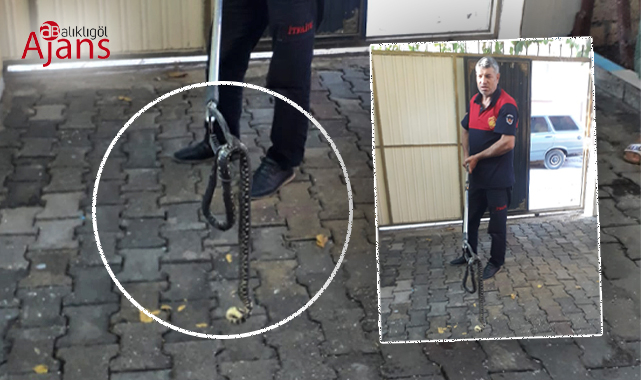 Viranşehir'de bir eve yılan girdi