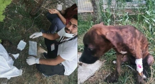 Yaralı yavru köpek kendi ayağıyla hastaneye gitti