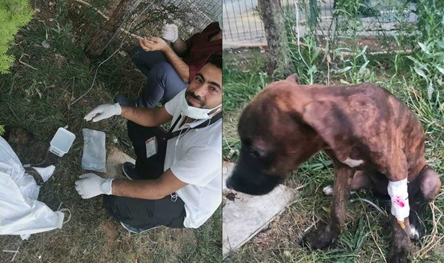 Yaralı yavru köpek kendi ayağıyla hastaneye gitti