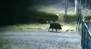 Aç kalan yabani hayvanlar mahallelere kadar giriyor