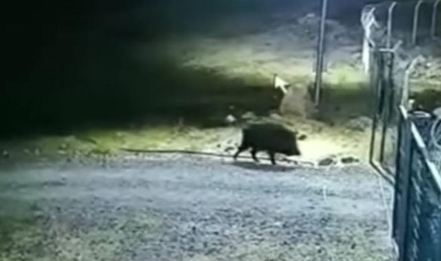 Aç kalan yabani hayvanlar mahallelere kadar giriyor