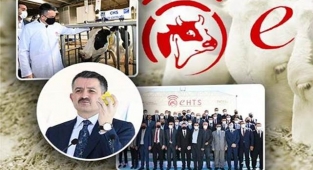 Bakan Pakdemirli: 1 milyon daha fazla buzağı elde edebiliriz