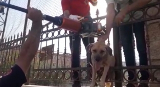 Demir parmaklıklara sıkışan köpeğin imdadına itfaiye yetişti