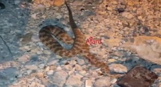 Eyyübiye'de engerek yılanı paniğe neden oldu