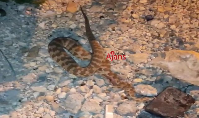 Eyyübiye'de engerek yılanı paniğe neden oldu