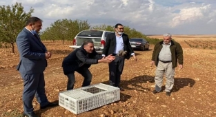 Haşere ve böcek ile doğal mücadele için keklik popülasyonu artırılıyor