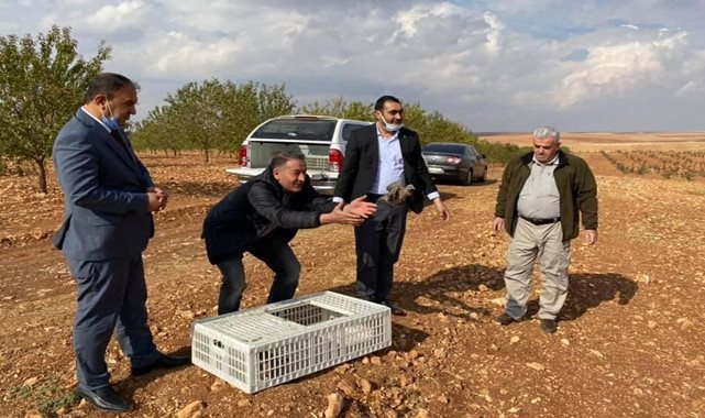 Haşere ve böcek ile doğal mücadele için keklik popülasyonu artırılıyor