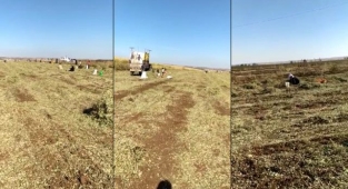 Hilvan'daki bu tarlada bakın ne topluyorlar
