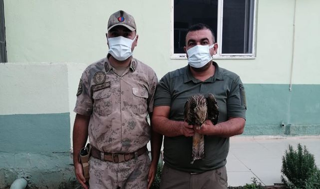 Jandarma tarafından yaralı bulunan Karaçaylak tedavi altına alındı