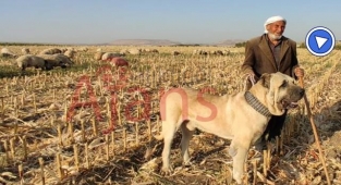 50 yıllık Çoban anlatıyor: Urfa Gureğhi eskiden beri bu topraklardaydı