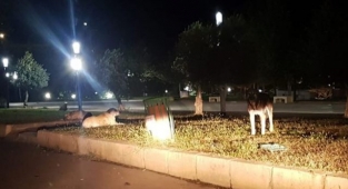 Sokak köpeklerinin saldırısına uğrayan 2 kişi yaralandı