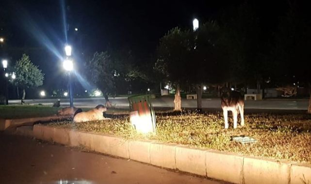 Sokak köpeklerinin saldırısına uğrayan 2 kişi yaralandı