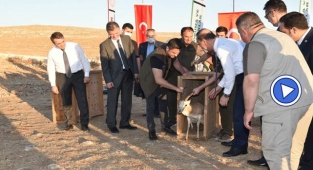 Urfa Ceylanlarının doğal yaşam alanı genişliyor
