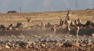 Urfa’da üretilen Ceylanlar Cudi dağına salındı