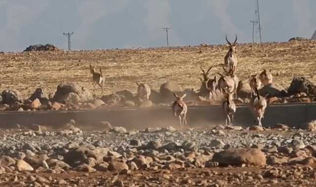 Urfa’da üretilen Ceylanlar Cudi dağına salındı