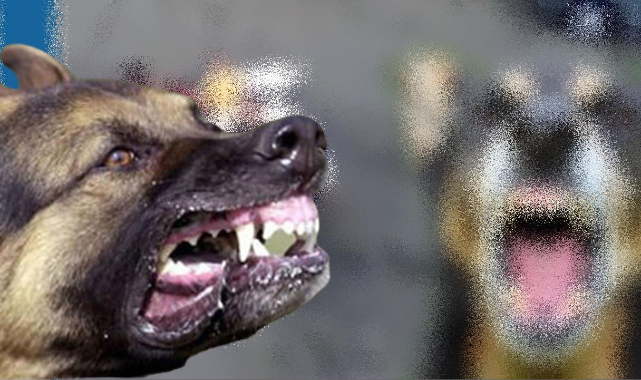 Viranşehir'de sokak köpekleri kadına saldırdı