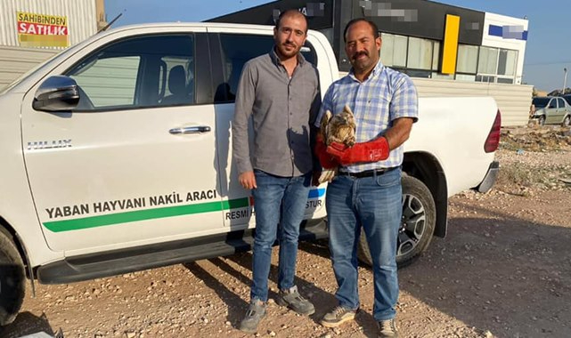 Yaralı halde bulunan şahin tedaviye alındı