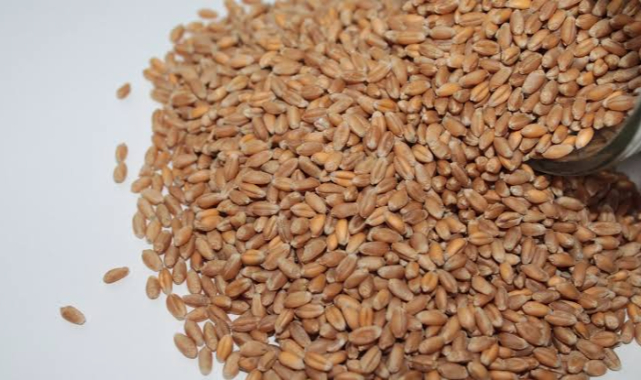 Güncel hububat ve pamuk fiyatları belli oldu