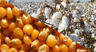 Güncel pamuk ve mısır fiyatları belli oldu