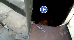 Haliliye’de serçe kurtarma operasyonu