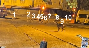 Hayvan barınağı değil ilçe sokakları