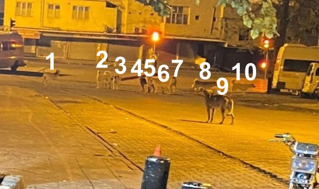 Hayvan barınağı değil ilçe sokakları