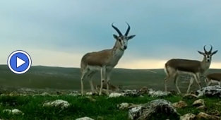Kızılkuyu Yaban Hayatı Geliştirme Sahasında Urfa Ceylanlarının sayısı artıyor