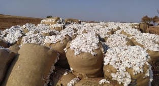 Pamuk, mısır, buğday ve arpa fiyatları belli oldu