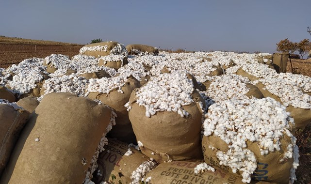 Pamuk, mısır, buğday ve arpa fiyatları belli oldu