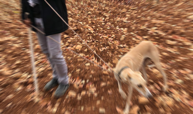 Şanlıurfa’da bir avcı hakkında işlem yapıldı