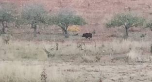 Şanlıurfa'da sayıları hızla artıyor! Aç kalınca mahallelere geliyorlar