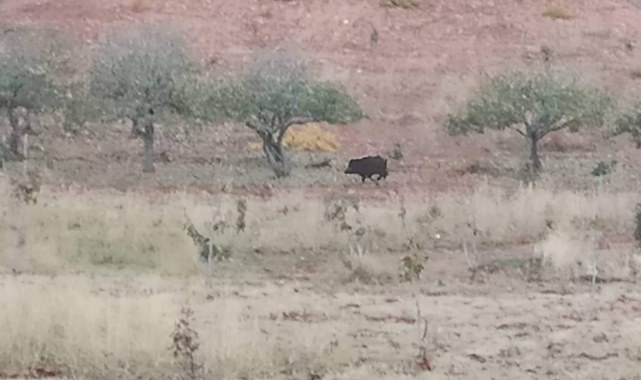 Şanlıurfa'da sayıları hızla artıyor! Aç kalınca mahallelere geliyorlar