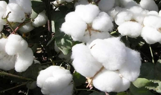 Şanlıurfa Ticaret Borsasında pamuğun kilosu kaçtan satıldı?