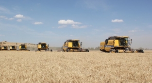 TİGEM buğday satmaya hazırlanıyor