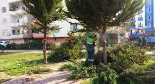 Viranşehir’de ağaçlar budanıyor