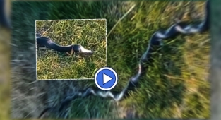 Viranşehir'de görenleri dehşete düşüren yılan