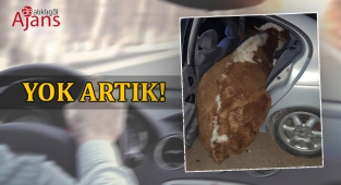 Şanlıurfa'da yarım tonluk ineği otomobille çaldılar