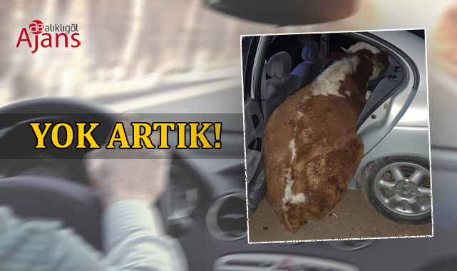 Şanlıurfa'da yarım tonluk ineği otomobille çaldılar