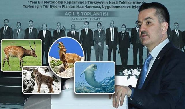 Bakan Pakdemirli: Yüzde 60'ı kaybedildi