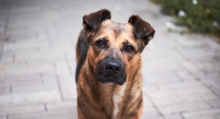 Bakanlıktan tüm illere sokak hayvanları genelgesi