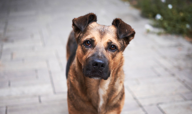 Bakanlıktan tüm illere sokak hayvanları genelgesi