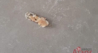 Ekmekten çıkan cisim pes dedirtti