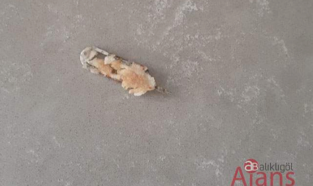 Ekmekten çıkan cisim pes dedirtti