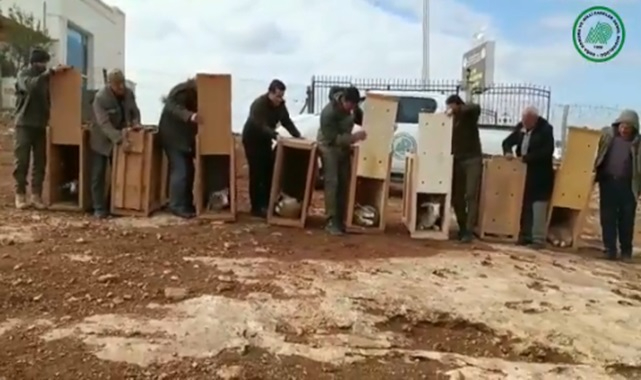 Evde izinsiz beslenen ceylanlar doğal yaşam alanlarına kavuştu