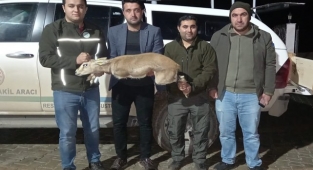 Evde yasadışı şekilde beslenen ceylana el konuldu