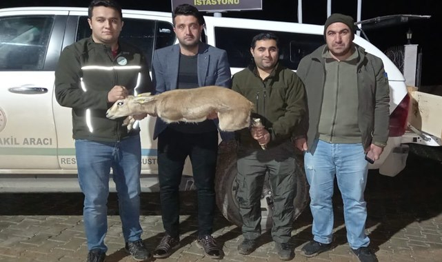 Evde yasadışı şekilde beslenen ceylana el konuldu