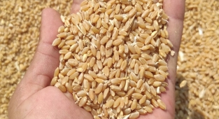 Güncel buğday, arpa, mısır ve mercimek fiyatları açıklandı