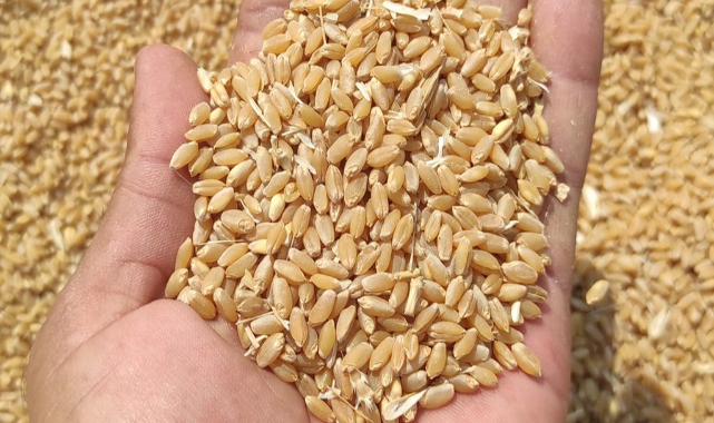 Güncel buğday, arpa, mısır ve mercimek fiyatları açıklandı