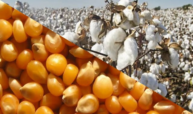 Güncel buğday, mısır ve arpa fiyatları belli oldu