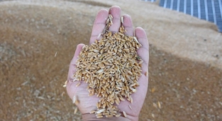 Güncel pamuk, mısır, buğday ve arpa fiyatları